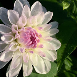 Dahlia 'Sweet Love'