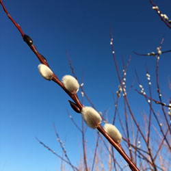 early February pussy willow