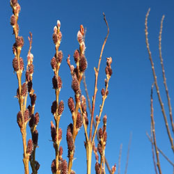 February willow catkins