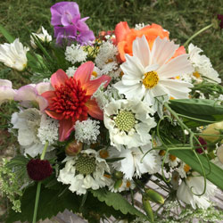 meadow style bouquet including cosmos, scabius, dahlias, sweet peas and ammi majus