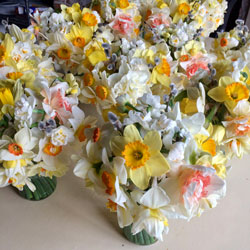 mother's day jam jar arrangements of narcissi, daffodils and pussy willow