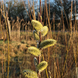 pussy willow in full flower