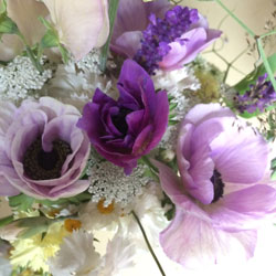 romantic mauve anemones