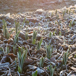 spring bulbs pushing through frosty ground